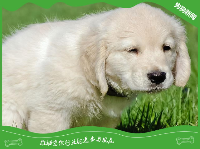 奇怪的知识增加了！狗狗拉粑粑喜欢盯着宠主看原来是这些原因