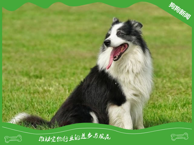 牧羊犬的种类这么多，你知道几个？
