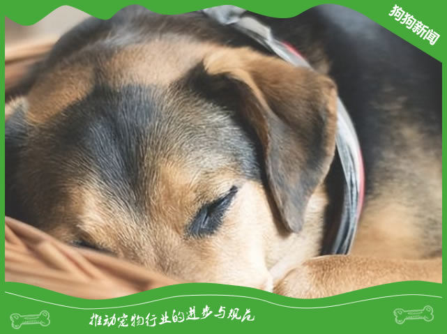做好这四点，让你的狗狗享受晚年生活！
