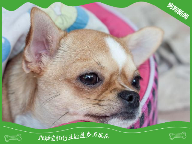 狗狗频繁排尿的原因，你了解吗？