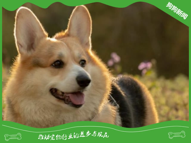 狗狗年长以后易患的疾病有哪些？