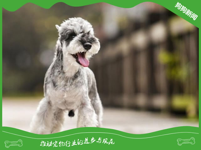 关于雪纳瑞你不得不知道的四大优点