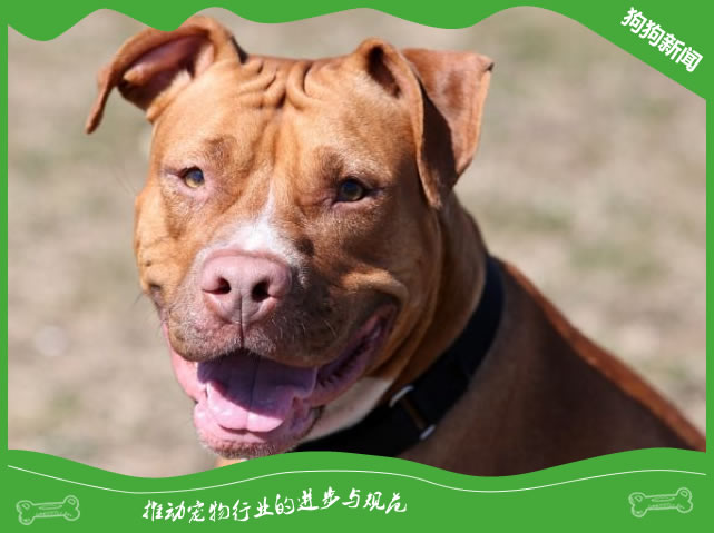 斗牛犬：值得拥有的宠物伴侣