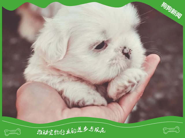 西施犬日常护理要点