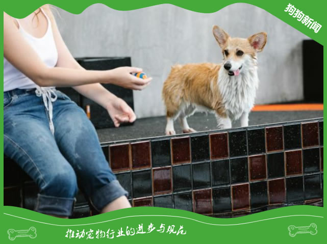 柯基小短腿的可爱伙伴