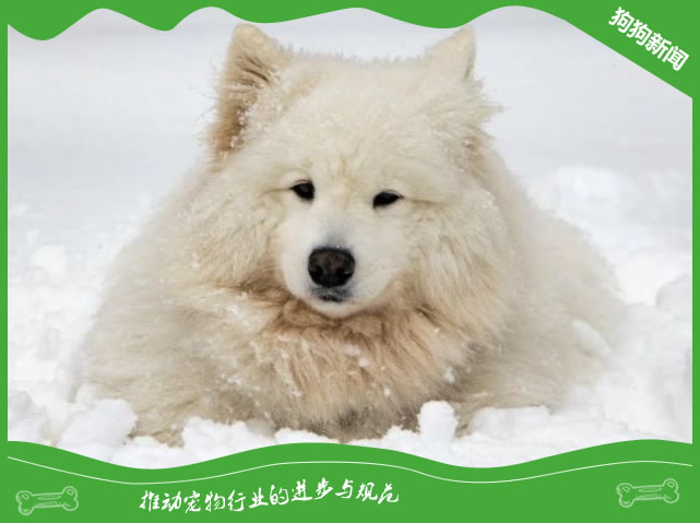探索萨摩耶世界