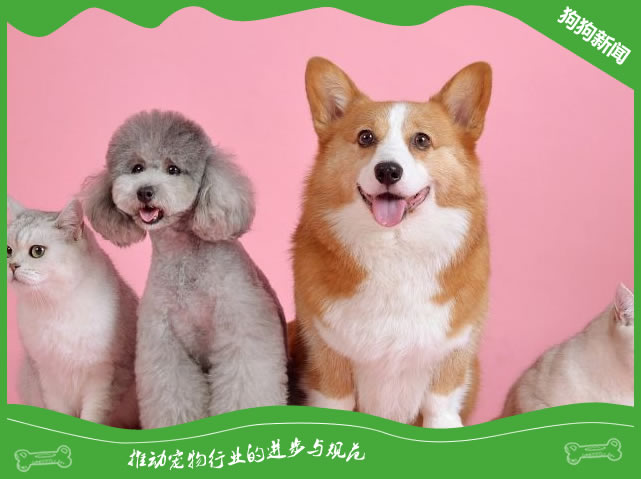 几种拥有超级可爱毛发的狗狗品种