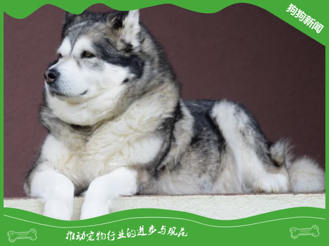 阿拉斯加犬精神受到刺激？