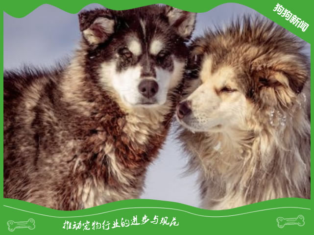 阿拉斯加犬的定期体检和预防接种
