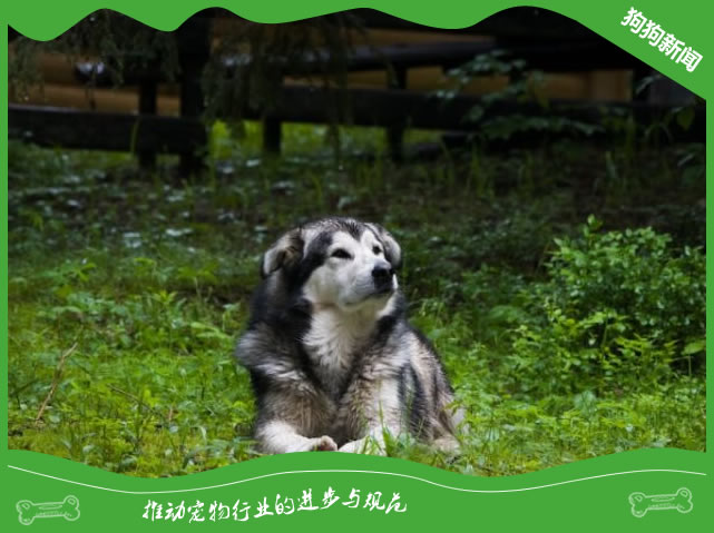 阿拉斯加犬的睡眠：提供舒适的休息环境