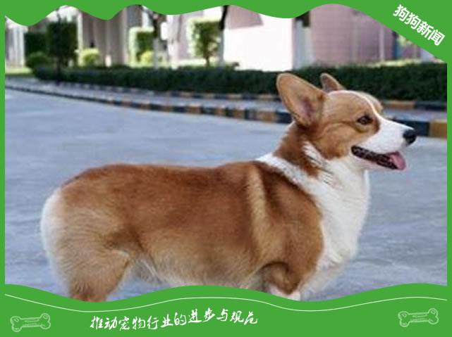 狗狗得了乳腺瘤怎么处理？
