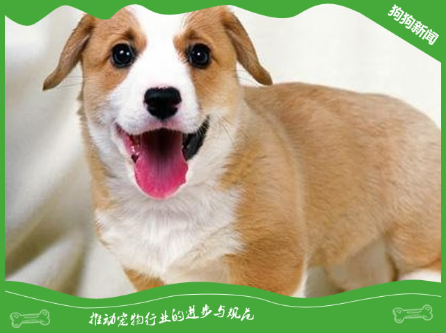 狗子假孕该怎么处理