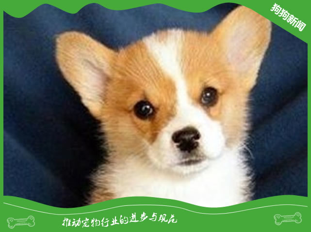 柯基犬有哪些显著的优点?
