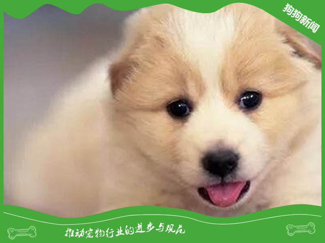 狗狗拉稀但精神很好有影响吗？