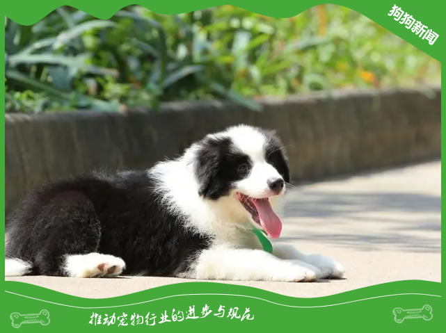 揭秘边境牧羊犬：5个喂养秘诀大公开！