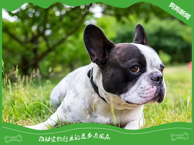 揭秘法斗犬喂养：10招让毛孩更健康！