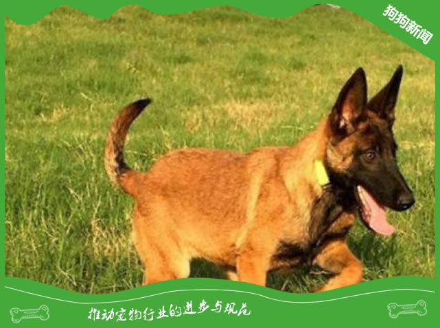 马犬毛色变化规律