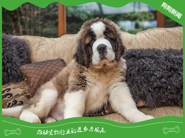 圣伯纳犬喂养的5大黄金法则！