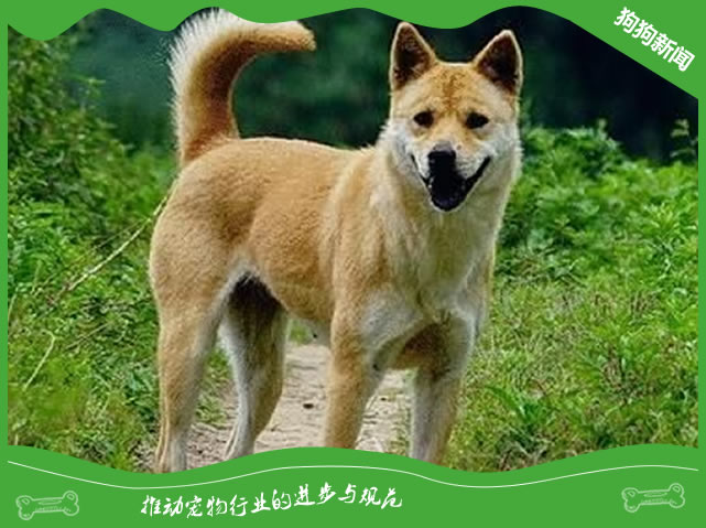 泰迪与中华田园犬谁聪明?