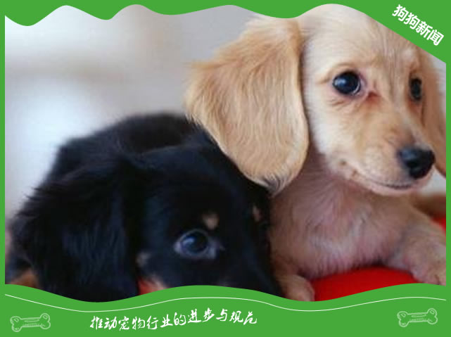 带狗搬家要忌讳什么?