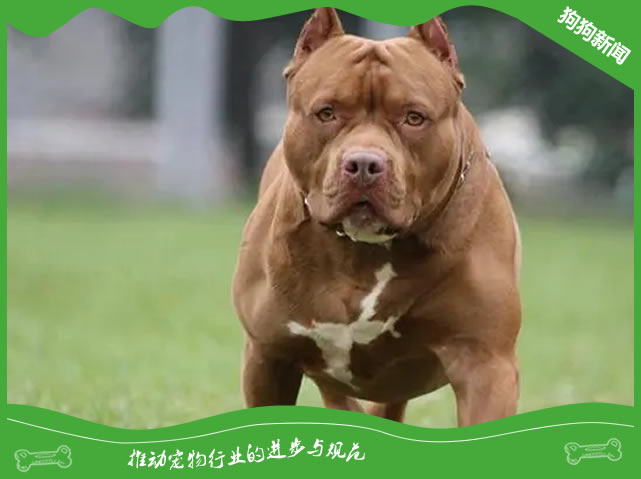 比特犬喂养全攻略：专业秘籍大揭秘！