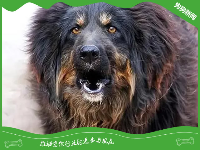 藏獒犬喂养秘籍：5步打造健康守护神！