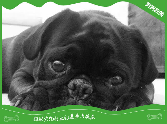 黑色巴哥犬值钱吗？