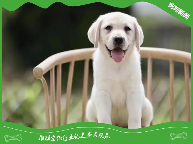 如何健康养育拉布拉多！