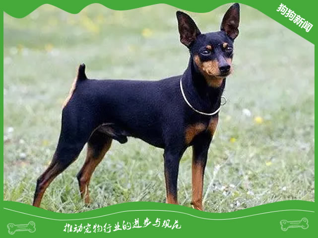 让你的小鹿犬更健康！