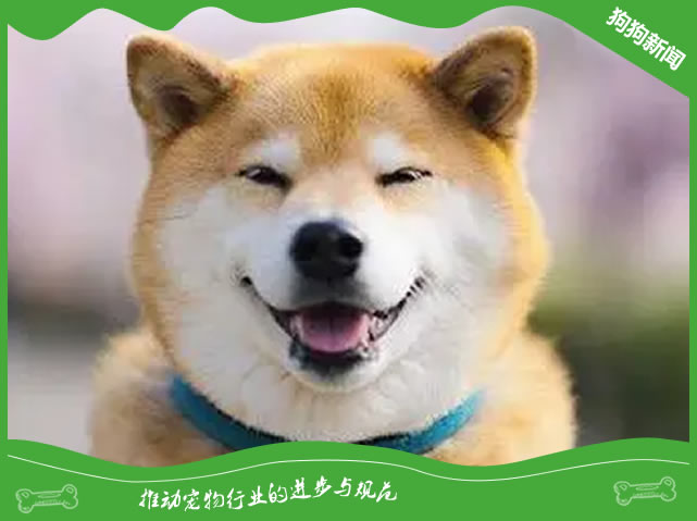 “微笑柴”多少钱一只，柴犬好养吗