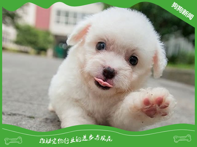 幼犬不吃东西还呕吐怎么办？