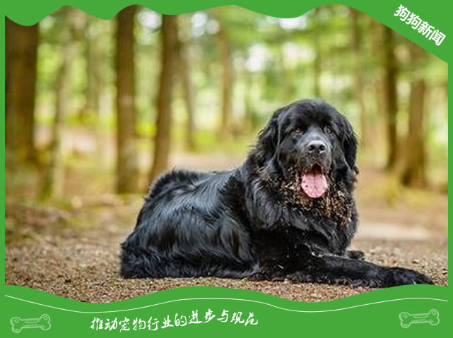 如何训练纽芬兰犬大小便？