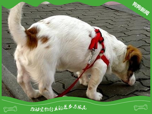 下雨天气还要带狗狗出去遛狗吗? 