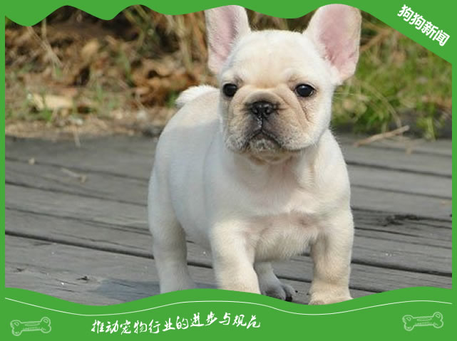 关于法国斗牛犬有哪些特点?