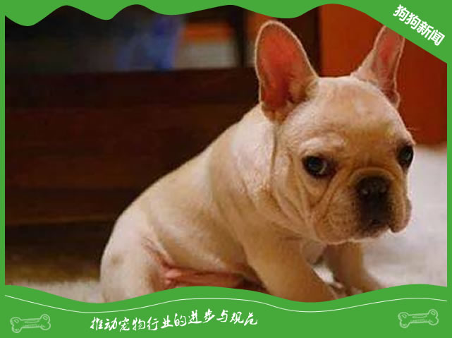 狗狗生气时会有哪些表现? 
