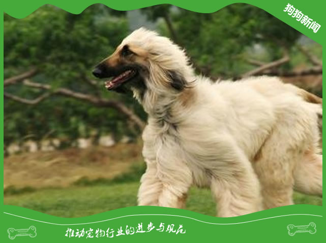 阿富汗猎犬价格一般是多少?