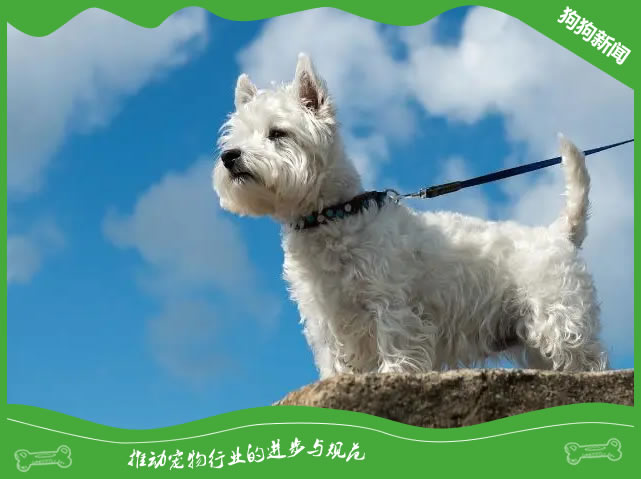养好西高地白梗要注意的细节问题