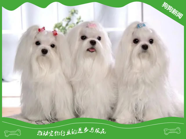 怎样解决护理马尔济斯犬毛发时出现的难点问题 