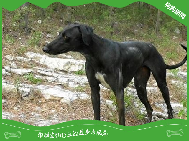 纯种细狗多少钱一只?