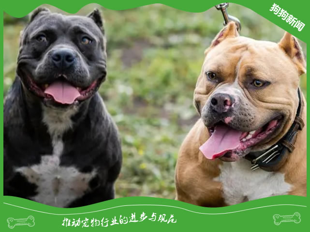 加纳利犬吃不胖？揭秘科学饲养秘籍！