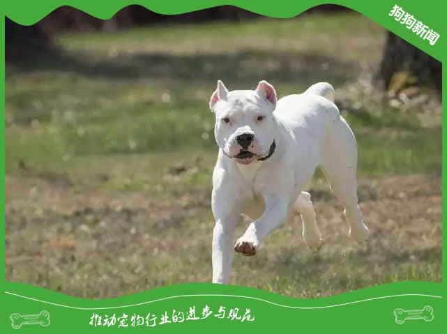 杜高犬养护秘籍：5步打造完美伴侣！