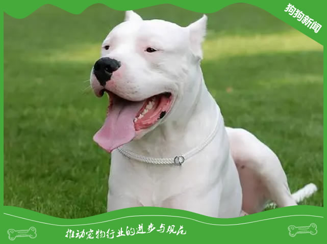 5大秘诀让杜高犬更健康