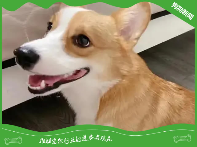 让你的柯基安全度过炎炎夏日！