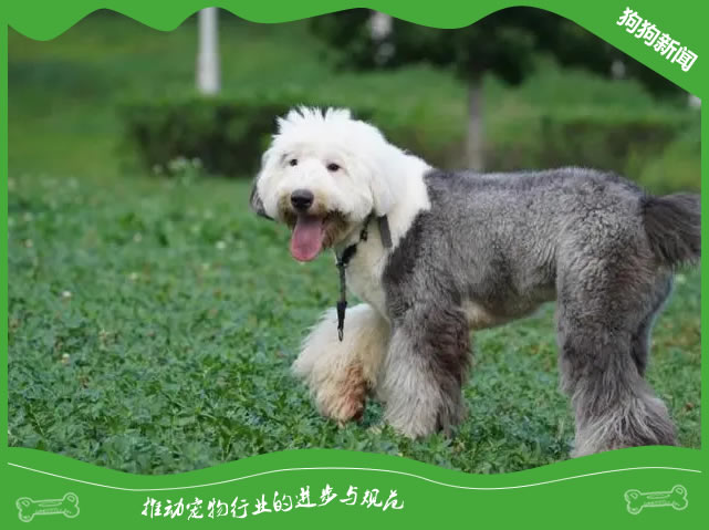 四季养犬指南：让古牧犬更健康！