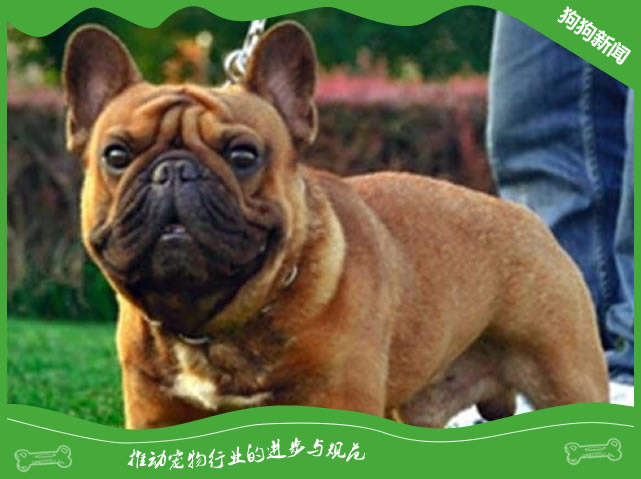 法斗怎么看品相 法斗怎么看品相好坏