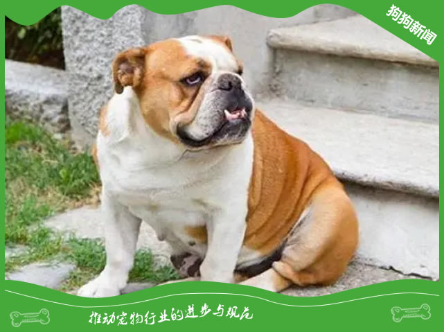 英国斗牛犬扒拉你？揭秘背后的语言！