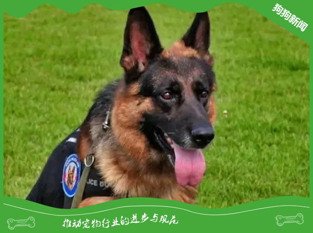 德牧犬牙齿松动？一招教您解决！