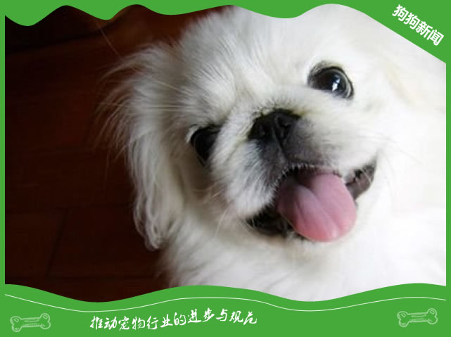 犬前列腺肥大原因|诊断|预防及治疗方法