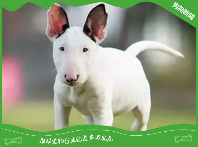 4周科学断奶，牛头梗幼犬健康成长秘籍！