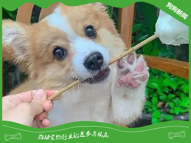 揭秘纯种柯基犬的5大品相特征！
